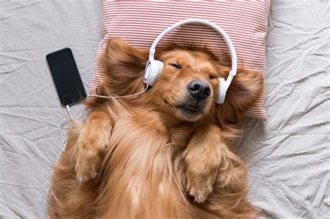 can dogs listen to music or do they just hear the rhythm?