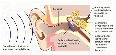 what's it called when music goes from ear to ear